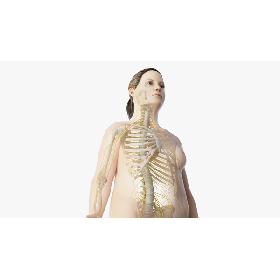 3D model Obese Female Skin, Skeleton And Nerves